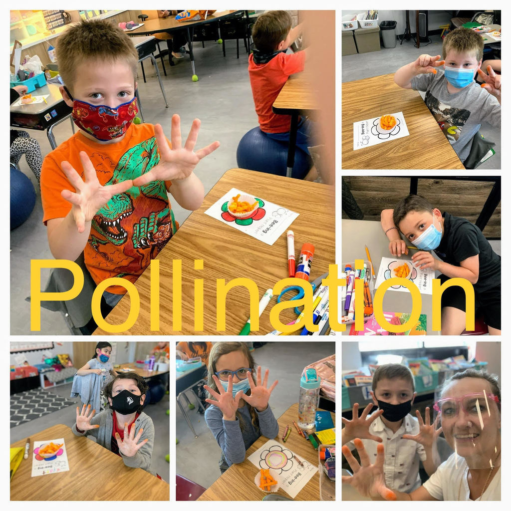 Mrs. Page's 1st graders at Roosa Elementary used Cheetos to do a pollination inquiry-based experiment in class. Students learned why pollination is important and how it works by turning their fingers orange!