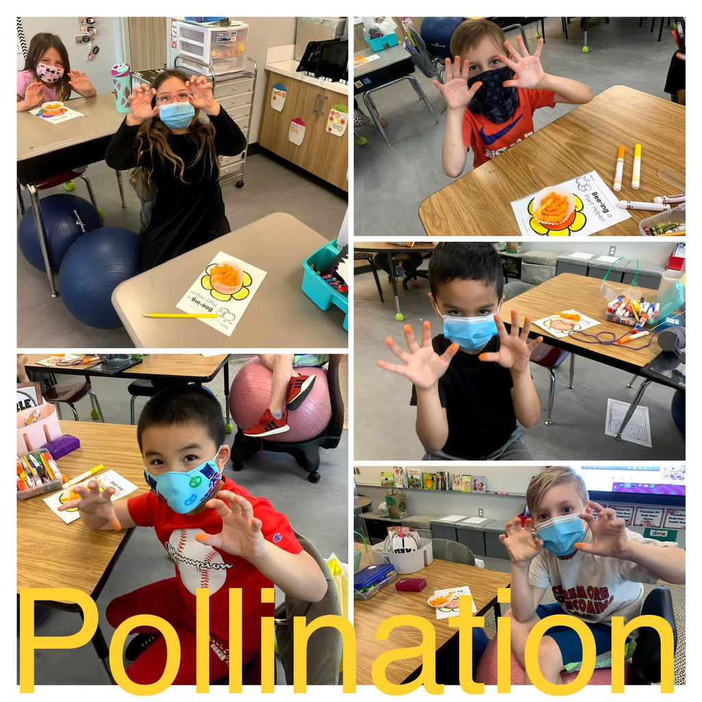 Mrs. Page's 1st graders at Roosa Elementary used Cheetos to do a pollination inquiry-based experiment in class. Students learned why pollination is important and how it works by turning their fingers orange! 