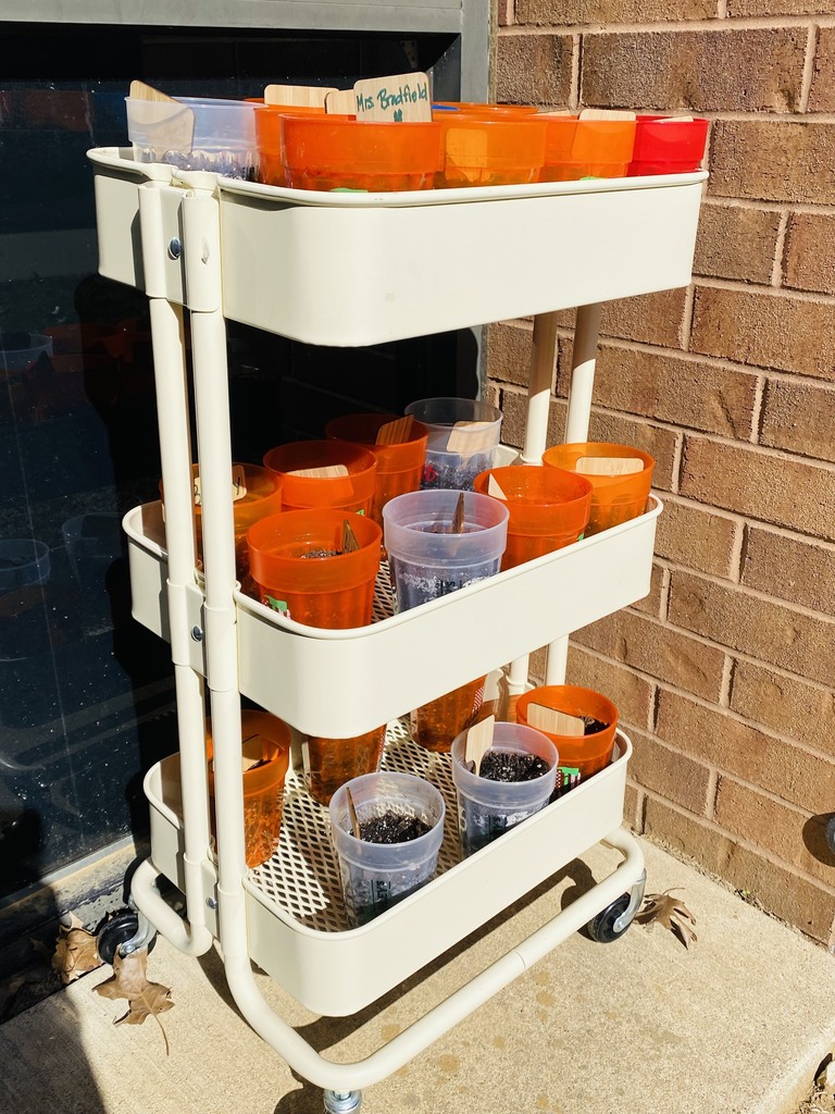 "To plant a garden is to believe in tomorrow." -Audrey Hepburn  Kindergartners were so excited to plant their own container garden!   Mrs. Clemons - one of our amazing volunteers - visited Mrs. Bradfield's kindergarten class to plant clover, and students cannot wait to see how the plants grow over the next several weeks.   #CPSZEBRAPRIDE